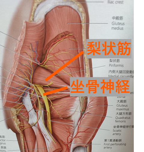 坐骨神経痛の意外な原因 梨状筋症候群の症状と原因 治すためのストレッチ 坐骨神経痛の治療は熊本taskへ Task